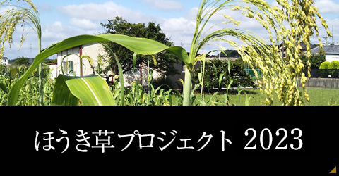 ほうき草プロジェクト2023