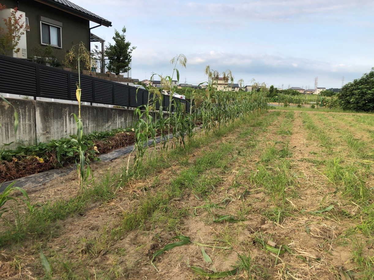 ほうき草プロジェクト（半田畑）⑧　ほうき草の収穫　パート1