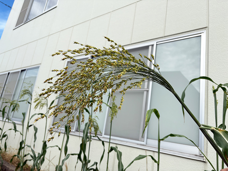 工場の花壇で二回目のほうき草栽培 - 吾妻箒｜高品質・座敷ほうきの通販